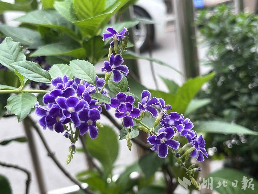 新威尼斯下载